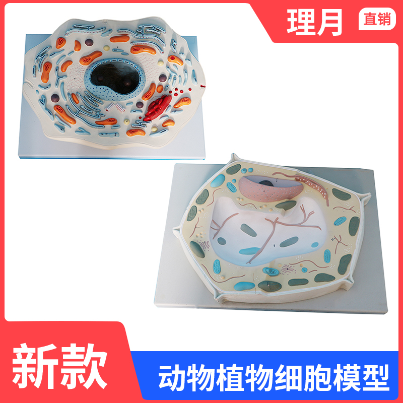 動(dòng)物細(xì)胞亞顯微結(jié)構(gòu)模型在中學(xué)生物教學(xué)中的應(yīng)用與推廣